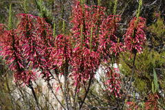 Erica densifolia