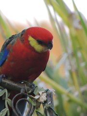 Platycercus icterotis icterotis