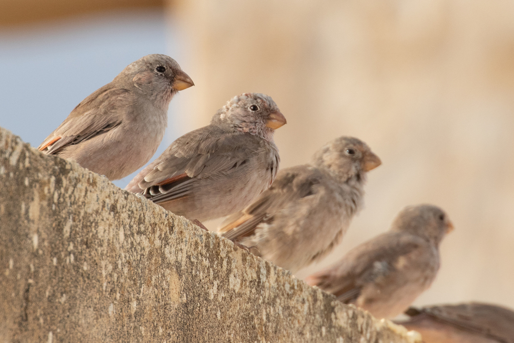 Trumpeter Finch