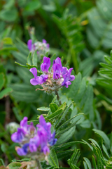 Oxytropis alpestris