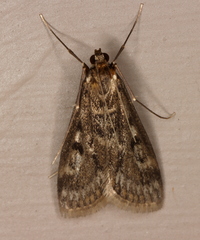 Araeomorpha diplopa