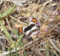 Colotis euippe omphale