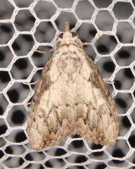 Nola pleurochorda