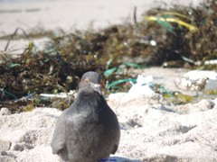Columba livia domestica