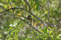 Conopophila albogularis