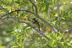 Conopophila albogularis