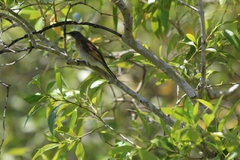 Conopophila albogularis