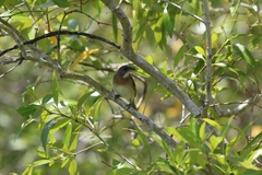 Conopophila albogularis