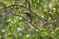 Conopophila albogularis