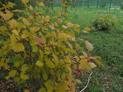 Crataegus flabellata