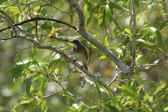 Conopophila albogularis