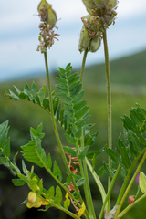 Oxytropis alpestris