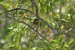 Conopophila albogularis