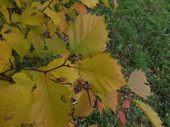 Crataegus flabellata