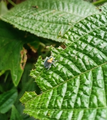 Trichochrysea