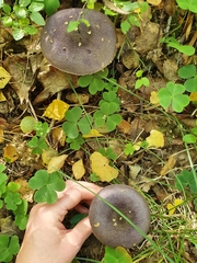 Cortinarius violaceus