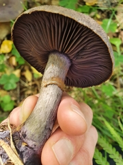 Cortinarius violaceus