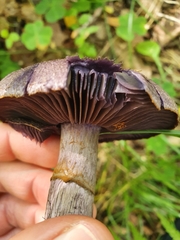 Cortinarius violaceus