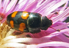 Glischrochilus grandis