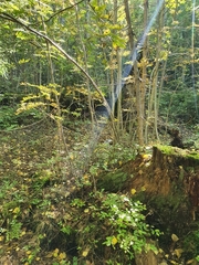 Cortinarius violaceus