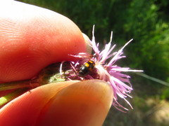 Glischrochilus grandis