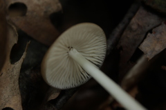 Fungi