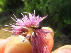 Glischrochilus grandis