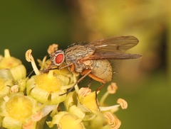 Helina impuncta