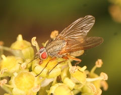 Helina impuncta