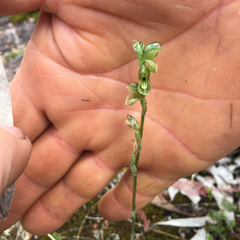 Pterostylis bicolor