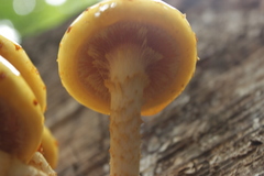 Fungi