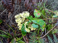 Pomaderris elliptica