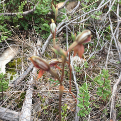 Pterostylis rufa