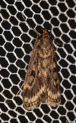 Araeomorpha diplopa