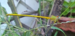 Ceriagrion coromandelianum