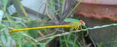 Ceriagrion coromandelianum