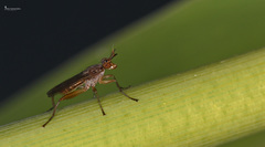 Dichetophora obliterata