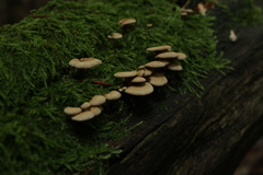 Fungi