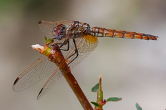 Trithemis annulata