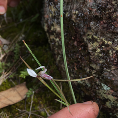 Diuris alba