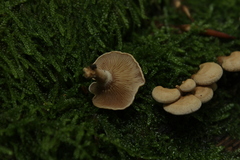 Fungi