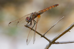 Trithemis annulata