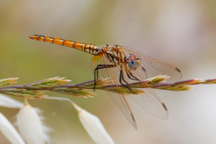 Trithemis annulata