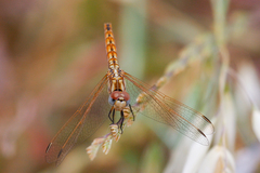 Trithemis annulata