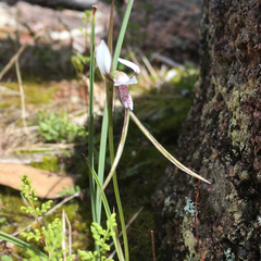 Diuris alba