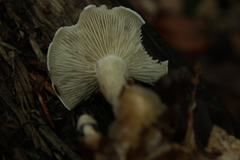 Fungi