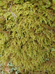 Stereodon callichrous