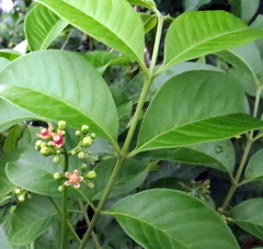 Cipadessa baccifera