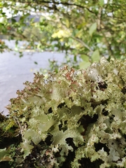 Platismatia norvegica