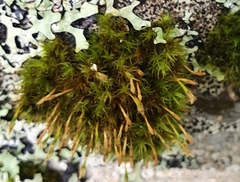 Ulota bruchii